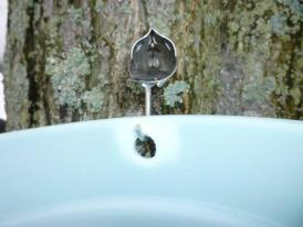 sap running