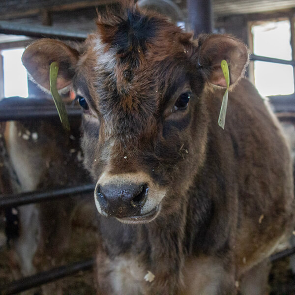 Marigold the cow