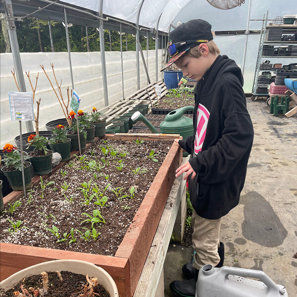 Planting in the greenhouse