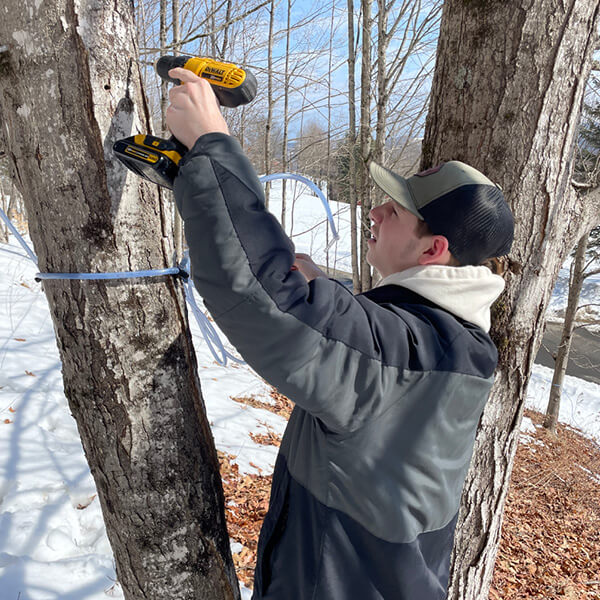 Tapping treets during maple sugar season
